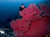Raja Ampat, Indonesien